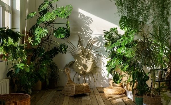 White Room with palms and wicker furniture